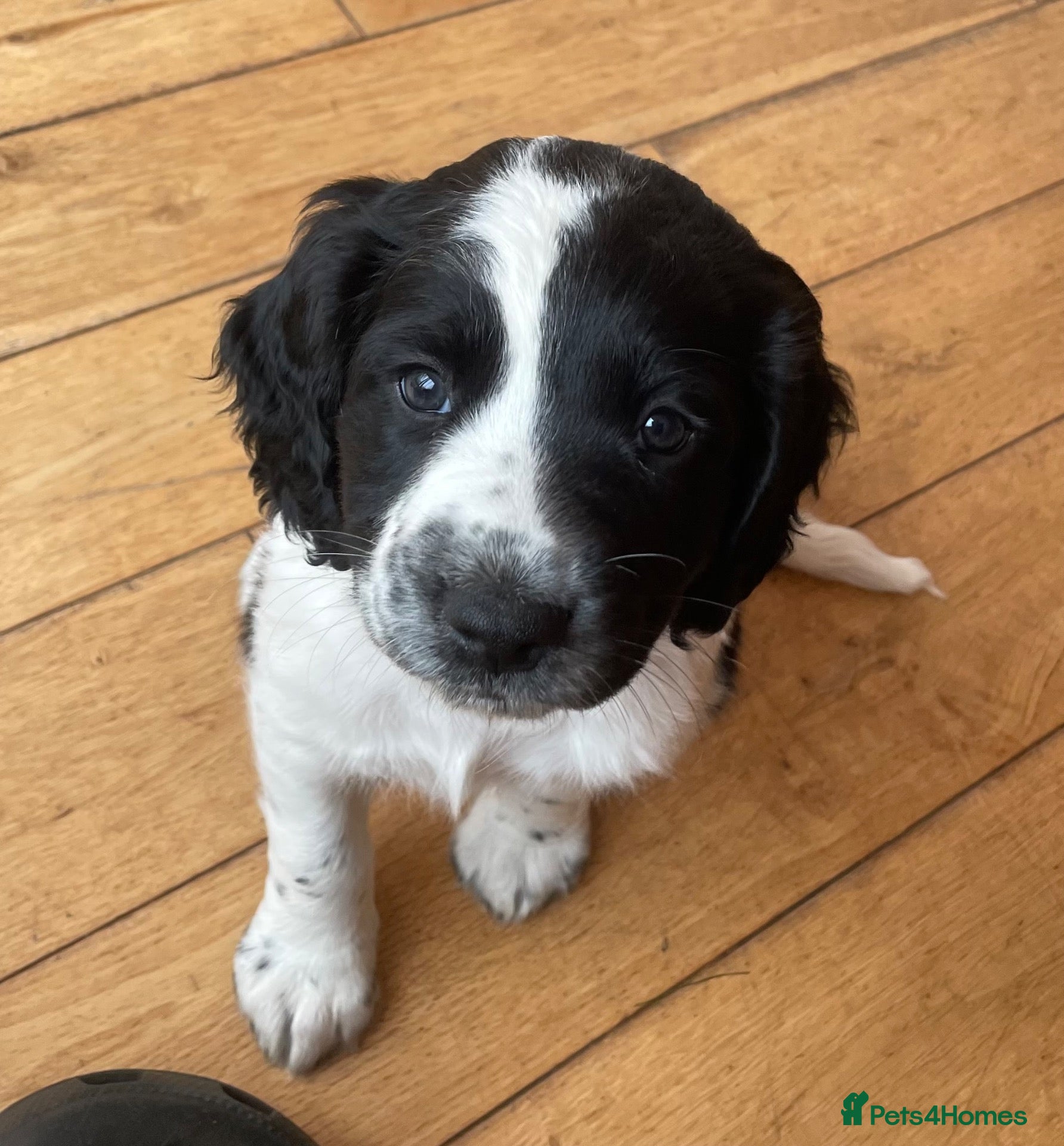Sprocker dogs Sprocker spaniel puppies for sale - Advert 6