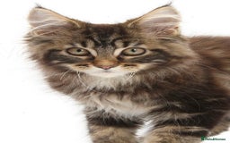 Maine Coon cats for sale: Maine coon kittens - Image 3