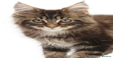 Maine Coon cats - Advert 3
