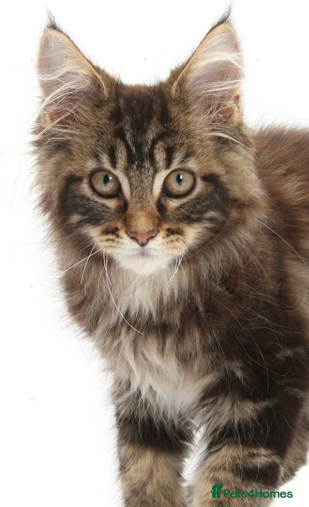 Maine Coon cats for sale: Maine coon kittens - Image 3