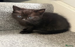 Ragdoll cats for sale: Ragdoll X Tabby kittens  - Image 2