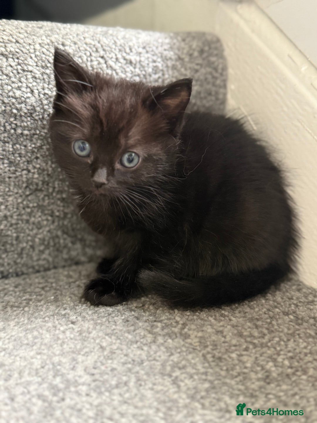 Ragdoll cats for sale: Ragdoll X Tabby kittens  - Image 2