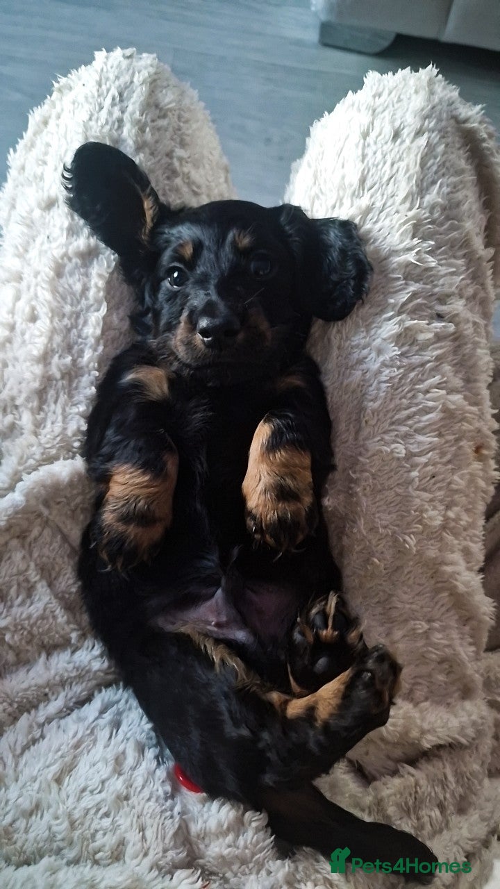 Miniature Dachshund dogs Miniature Dachshunds - Advert 7