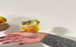 Budgerigars birds for sale: Two Baby handreared super tame conures  EACH - Image 11
