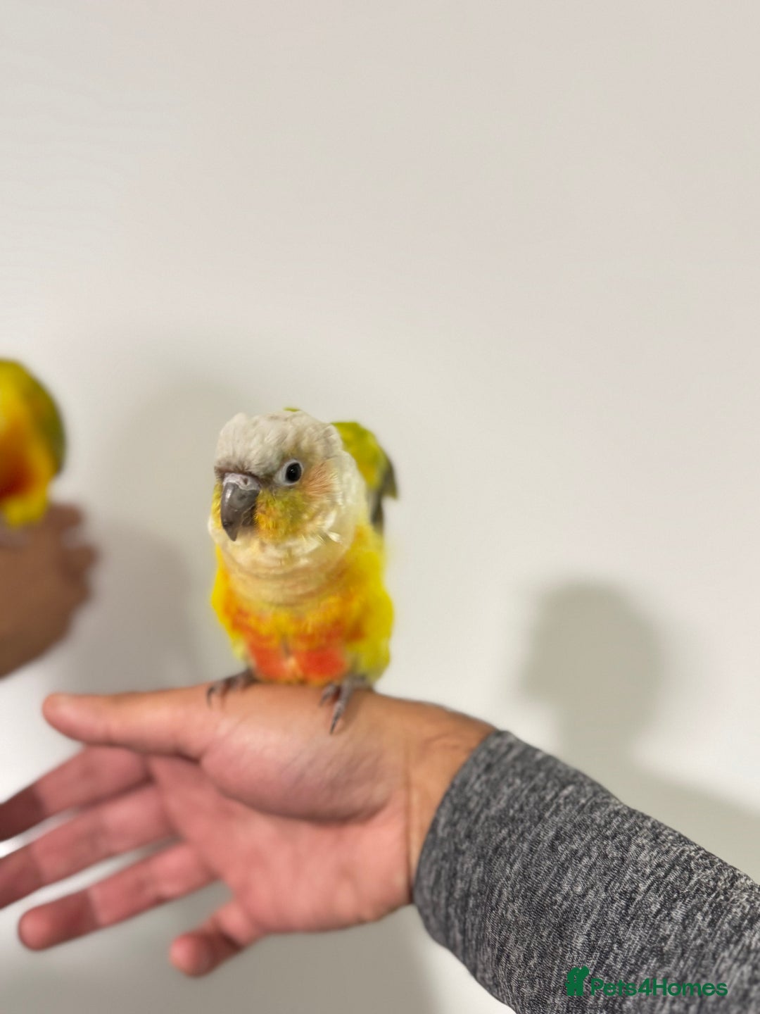 Budgerigars birds for sale: Two Baby handreared super tame conures  EACH - Image 11
