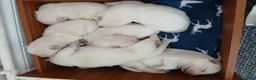 Mixed Breed dogs for sale: White Shepherd Puppies - Advert 6