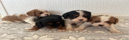 Cavalier King Charles Spaniel dogs for sale: Cavalier King Charles puppy’s  - Advert 5