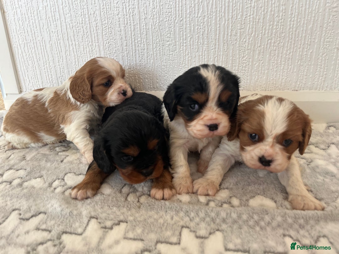 Cavalier King Charles Spaniel dogs for sale: Cavalier King Charles puppy’s  - Advert 5