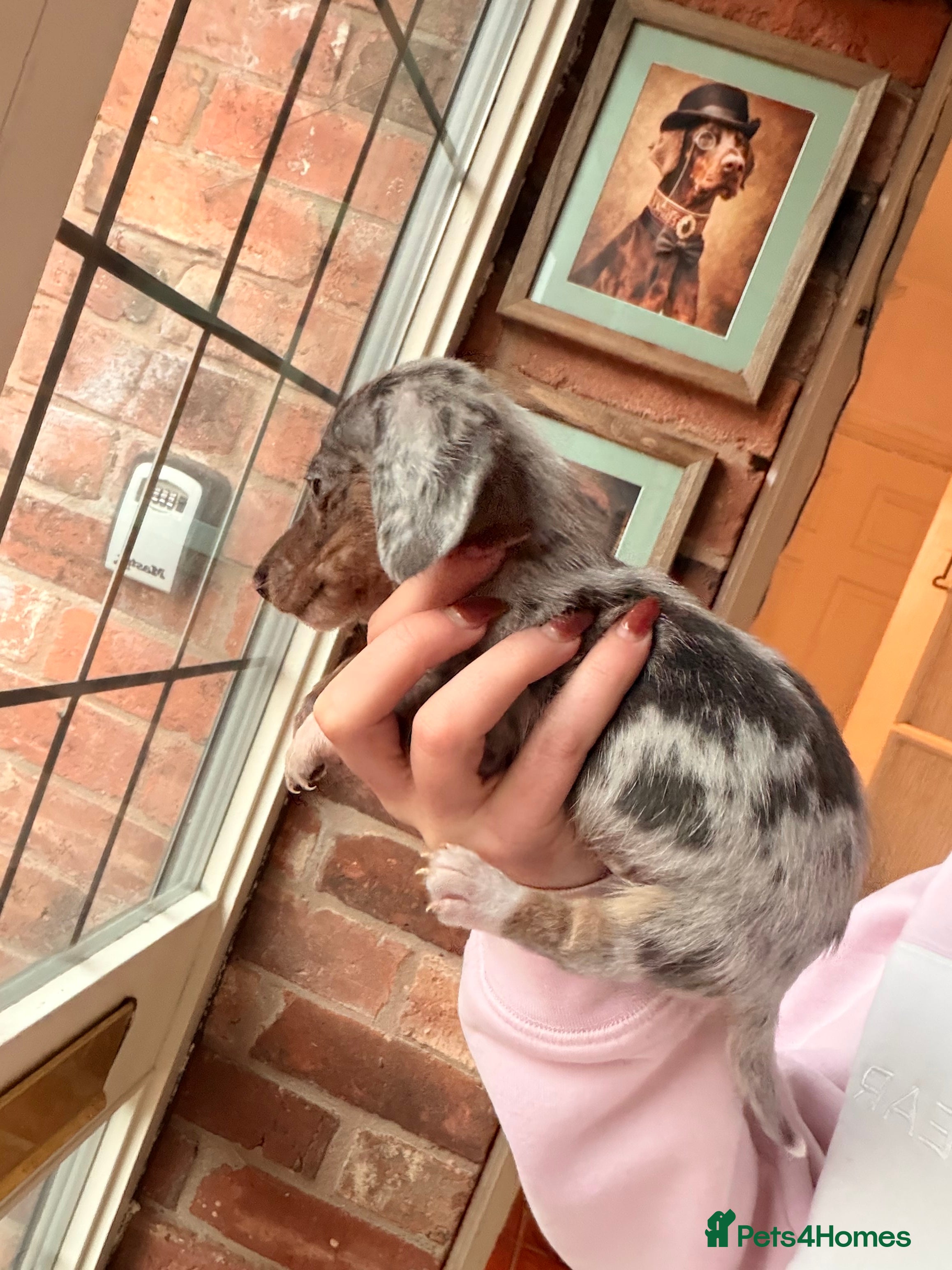 Miniature Dachshund dogs Exceptional miniature dachshunds creams dapples  - Advert 11