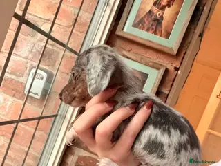 Miniature Dachshund dogs Exceptional miniature dachshunds creams dapples - Advert 7