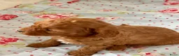 Cavapoo dogs for sale: Stunning red toy’s- Health Tested - KC parents - Advert 19