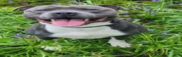 Staffordshire Bull Terrier dogs for sale: BEST OF THE BEST RARE STAFFORDSHIRE BULL TERRIERS - Advert 5