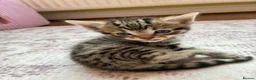 Bengal cats for sale: Beautiful Bengal kittens for sale in Chesterfield - Advert 9