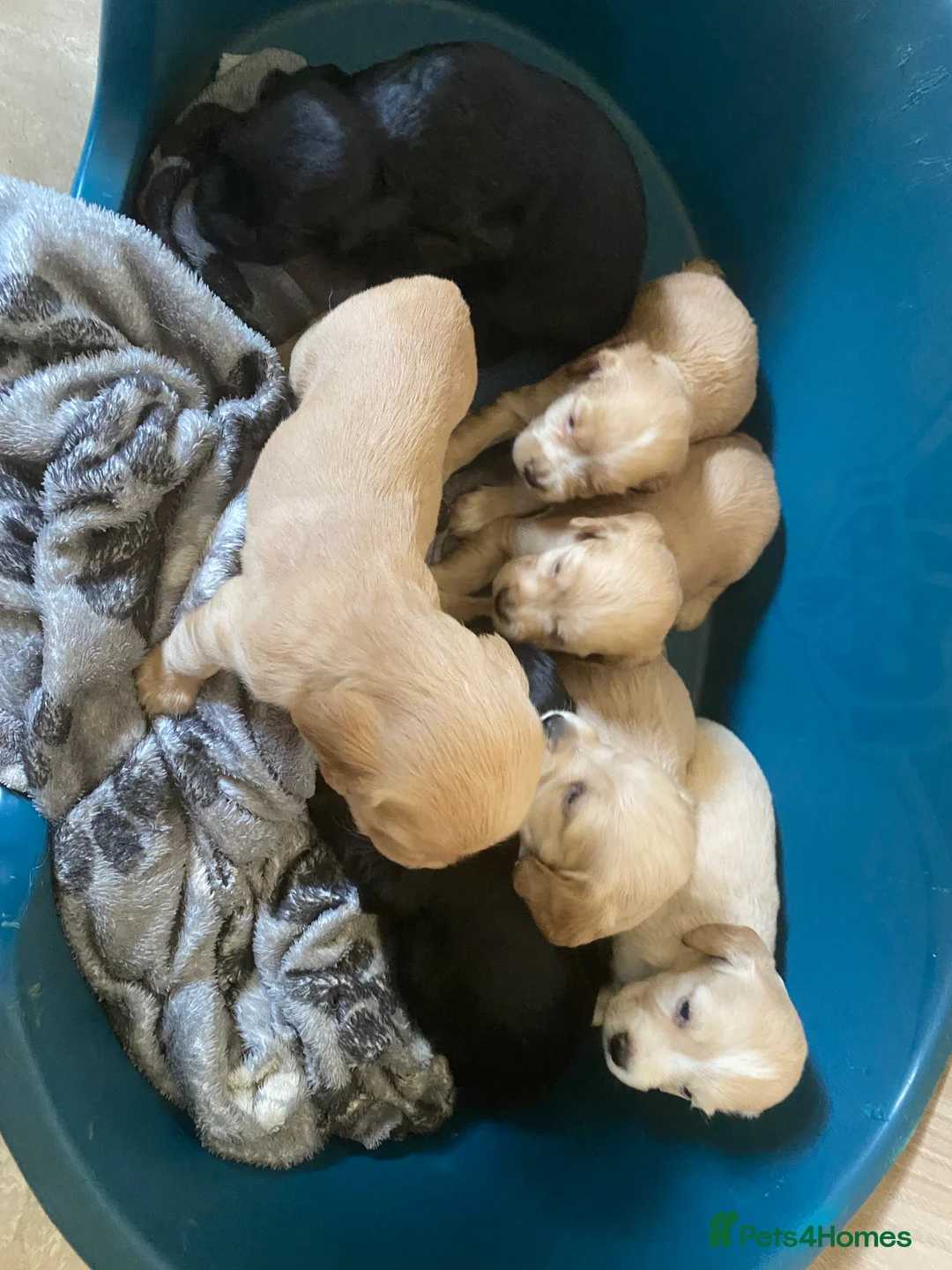 Cocker Spaniel dogs for stud: Stunning Deep Red Working Cocker Spaniel at Stud in Diss - Advert 5