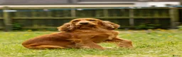 Cockapoo dogs for sale: 🐶 Cockerpoo Puppies – Loving Forever Homes 🐶 - Advert 33