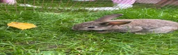 Mini Lop rabbits for sale: Mini lops ready to go - Advert 9