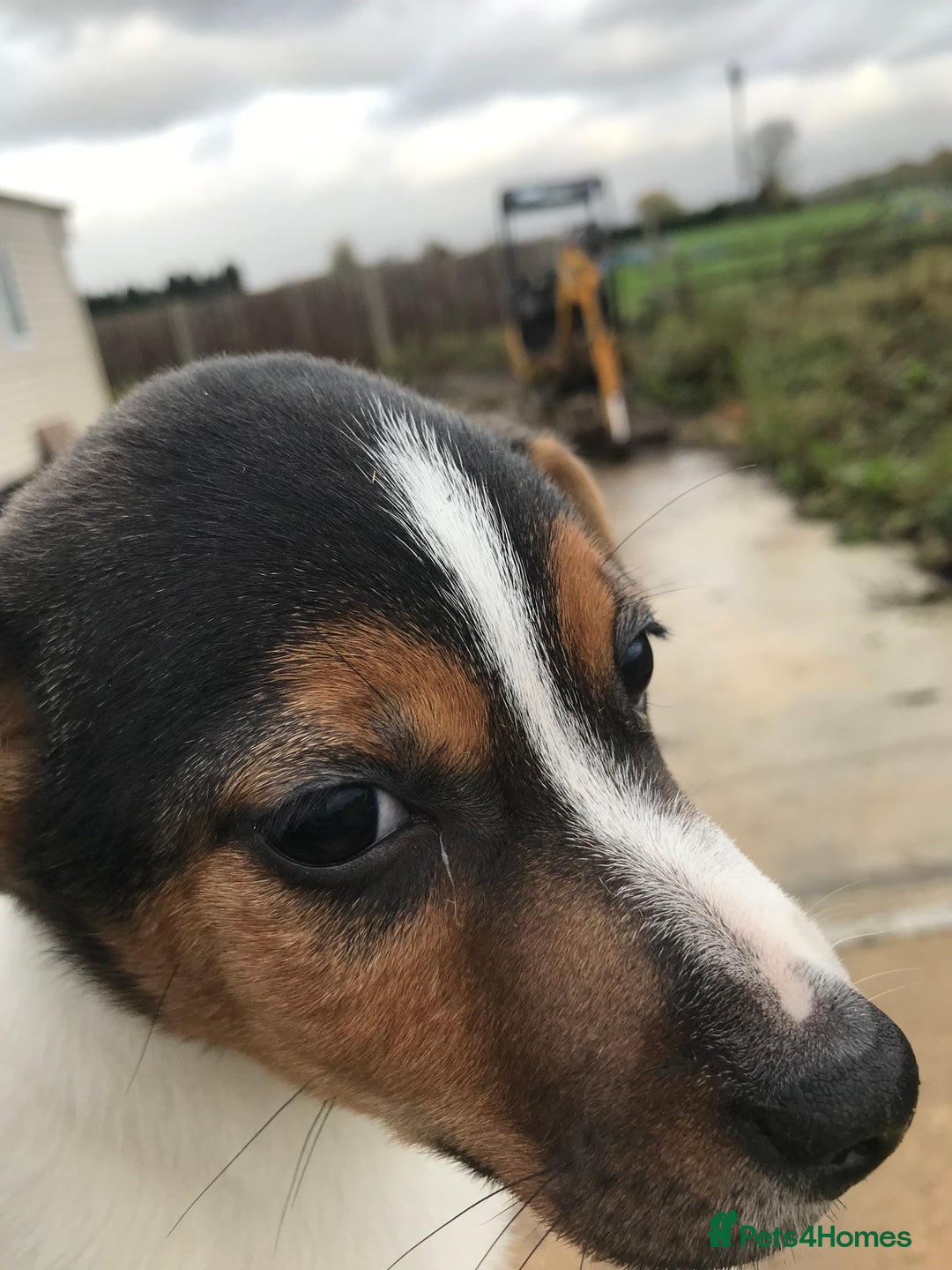 Jack Russell dogs for sale: Litter of 3 1 left  - Image 8