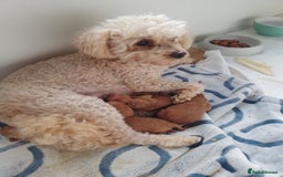 Toy Poodle dogs for sale: Pedigree toy poodles - Image 3