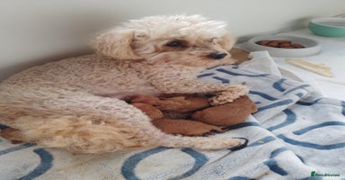 Toy Poodle dogs - Advert 12