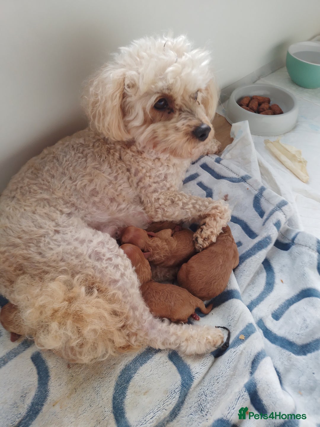 Toy Poodle dogs for sale: Pedigree toy poodles - Image 3