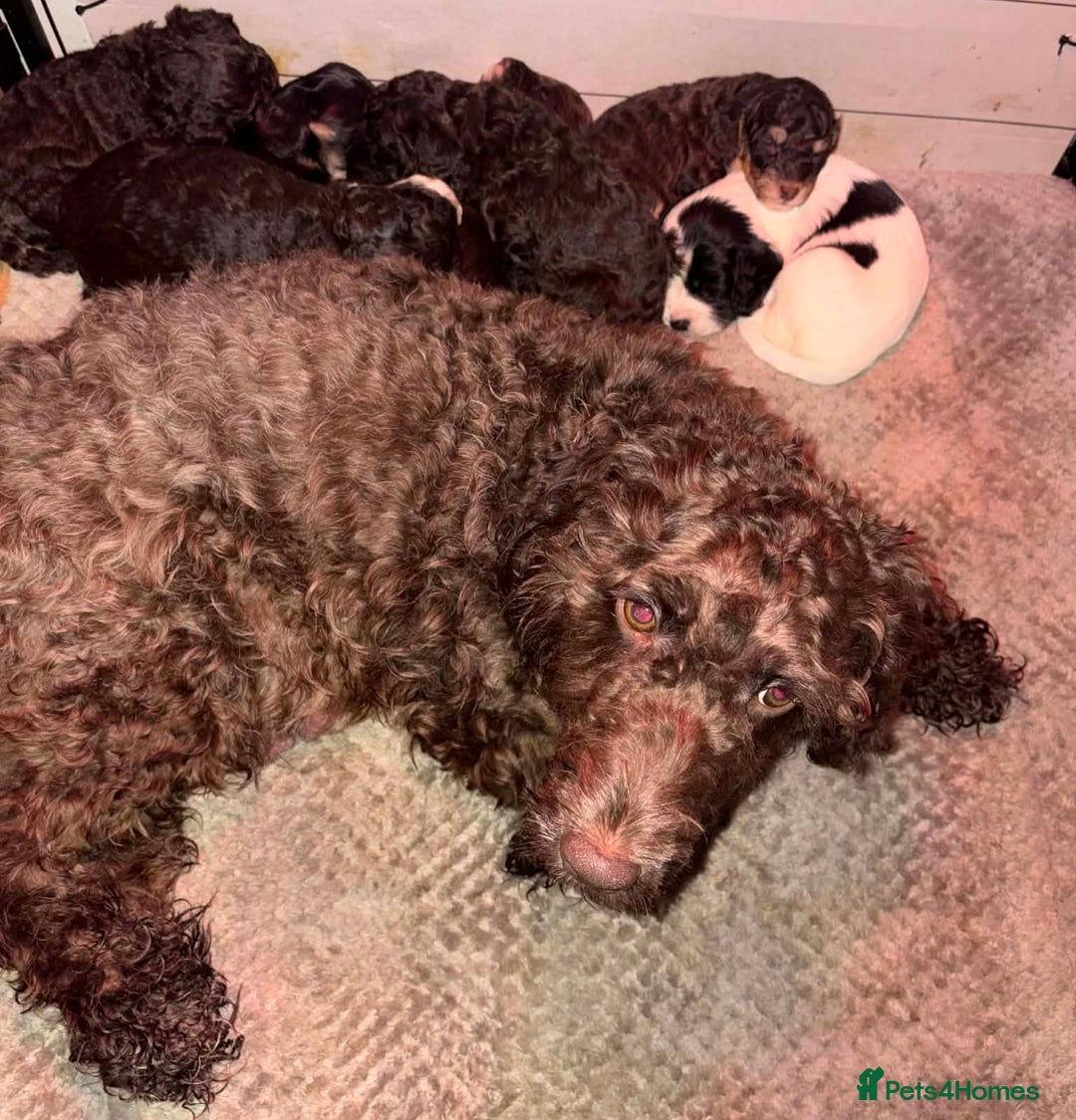 Cockapoo dogs for sale: Stunning health tested F1b toy cockapoos - Advert 18