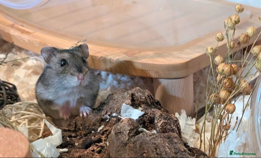 Hamster rodents Hundred Acre Hamster Rescue  - Advert 2