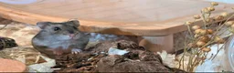 Hamster rodents for sale: Hundred Acre Hamster Rescue  - Advert 2