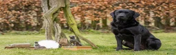 Labrador Retriever dogs for sale: 3 black dog puppies available - Advert 3