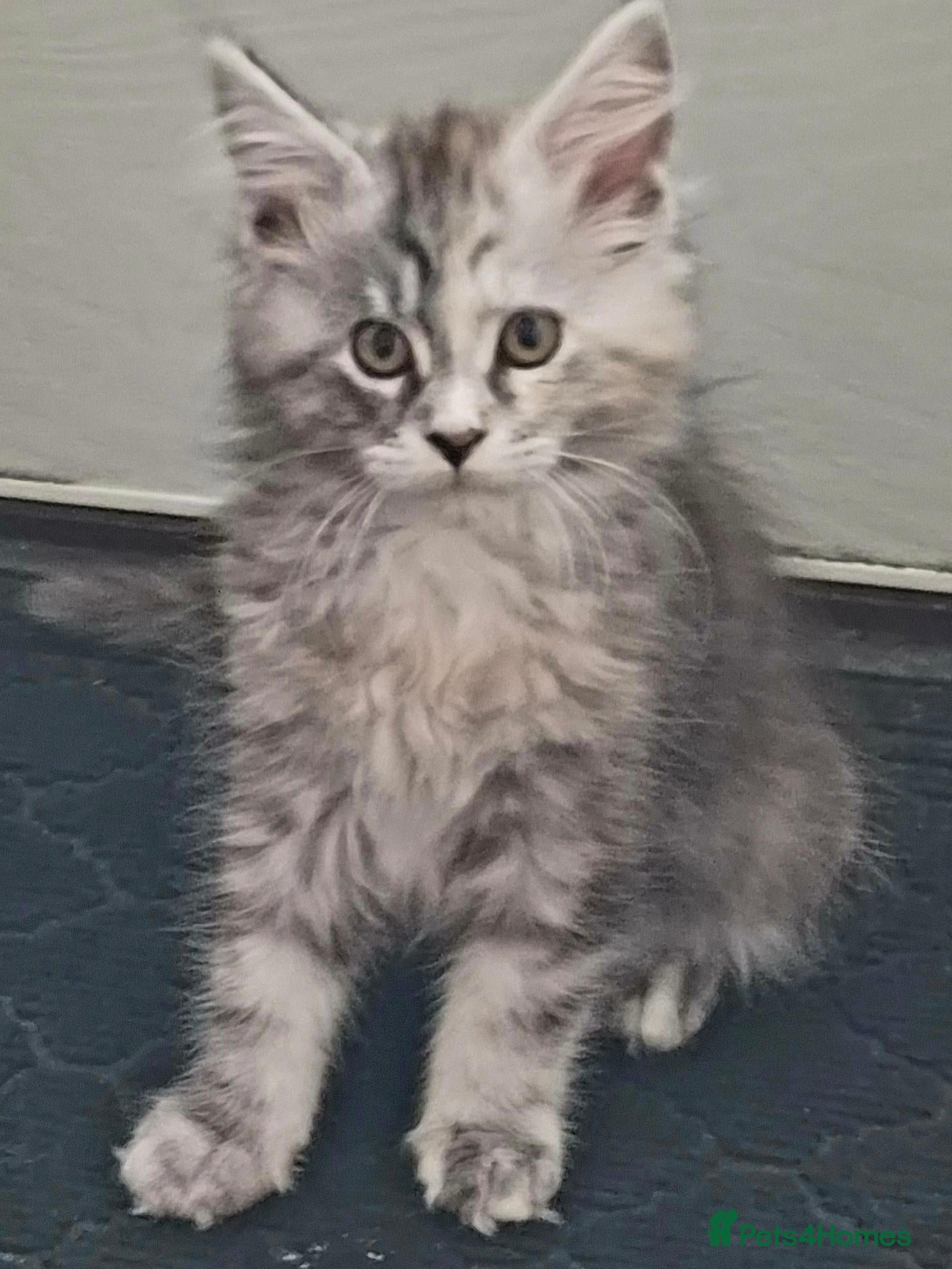 Maine Coon cats Beautiful Mainecoon kittens  - Advert 9