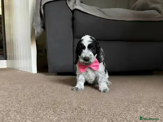 Cockapoo dogs Lovely F1 Cockapoo Puppies! - Advert 16