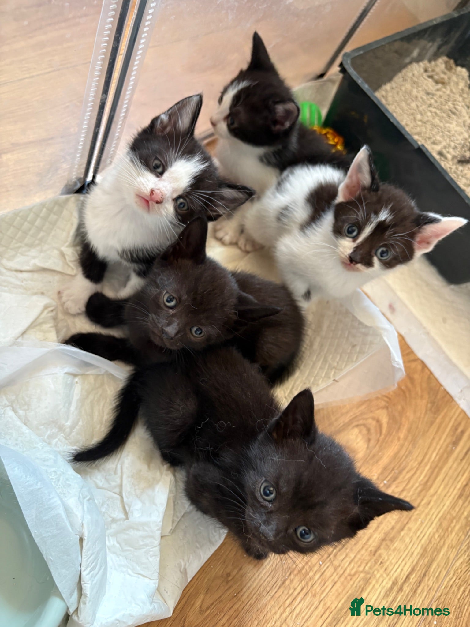 Mixed Breed cats Beautiful kittens  - Advert 1