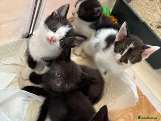 Mixed Breed cats Beautiful kittens - Advert 1