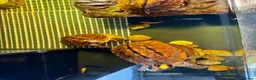 Turtle reptiles for sale: Rare CB  Three-striped Box Turtle for sale - Advert 5