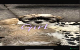 Shih Tzu dogs for sale: 🩷 Beautiful Shitzu Puppies 🩷 - Image 16
