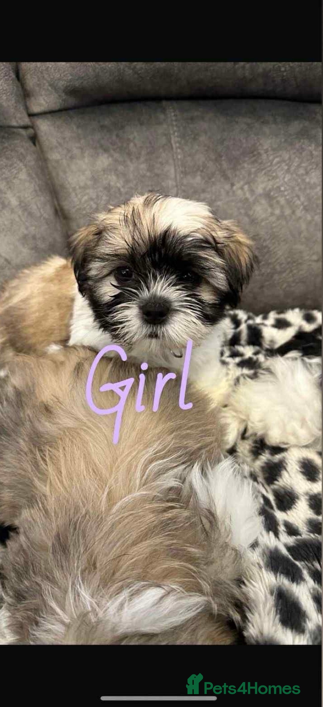 Shih Tzu dogs for sale: 🩷 Beautiful Shitzu Puppies 🩷 - Image 16