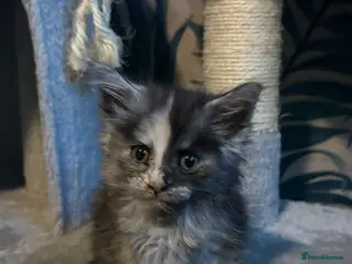 Maine Coon cats Gorgeous Maincoon kittens girl - Advert 6