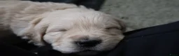 Golden Retriever dogs for sale: Beautiful Golden Retriever Puppies - Advert 3