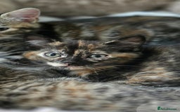 Ragdoll cats for sale: Ragdoll Cross Kittens  - Image 5