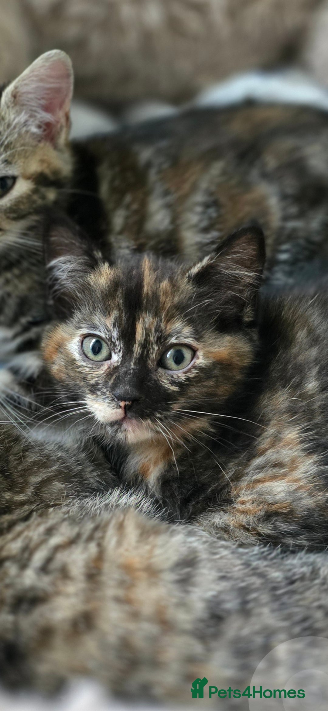 Ragdoll cats for sale: Ragdoll Cross Kittens  - Image 5