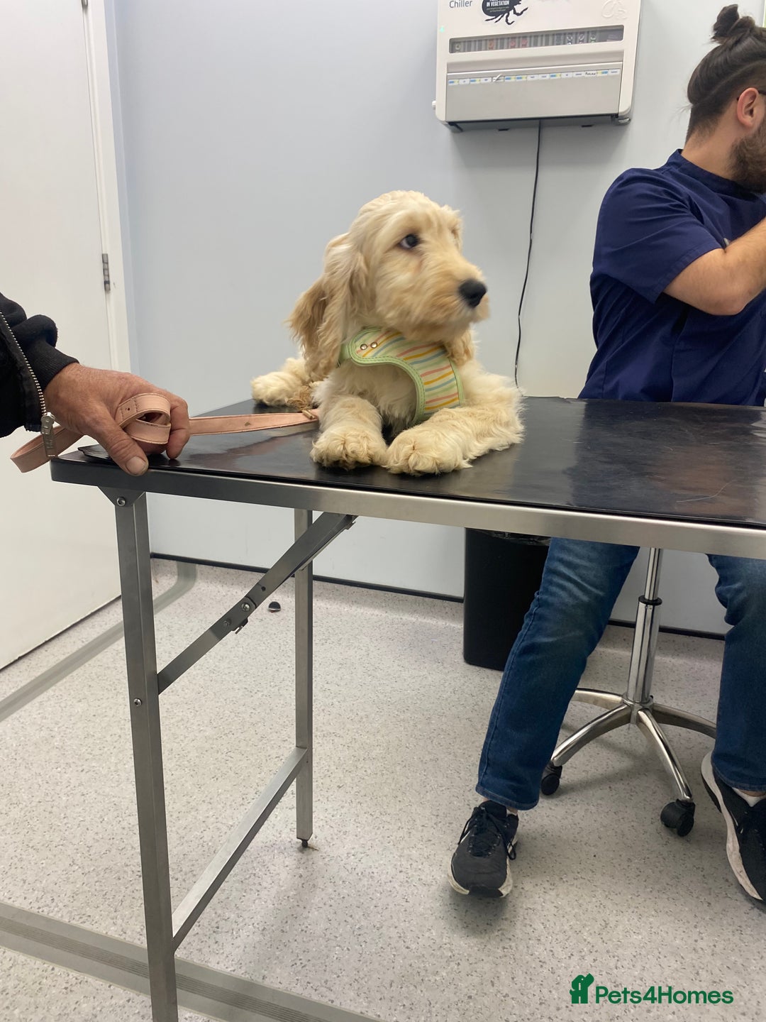 Cockapoo dogs for sale: Beautiful cockadoodle female puppy  - Image 12