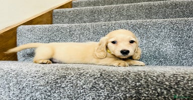 Miniature Dachshund dogs - Advert 7