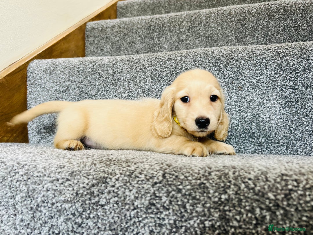 Miniature Dachshund dogs for sale: Cream Longhaired Dachshund - Image 2