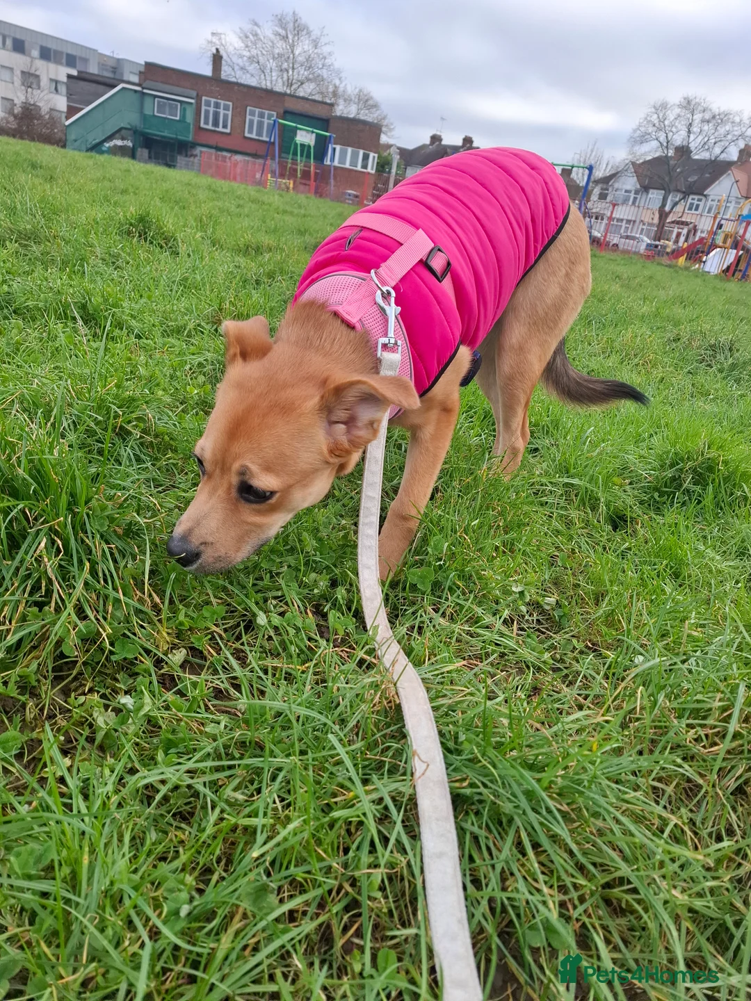 Mixed Breed dogs for sale: Black Mouth Cur Mix Puppy - Advert 5