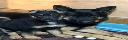German Shepherd dogs for sale: Mrs Jas Padda  - Advert 17