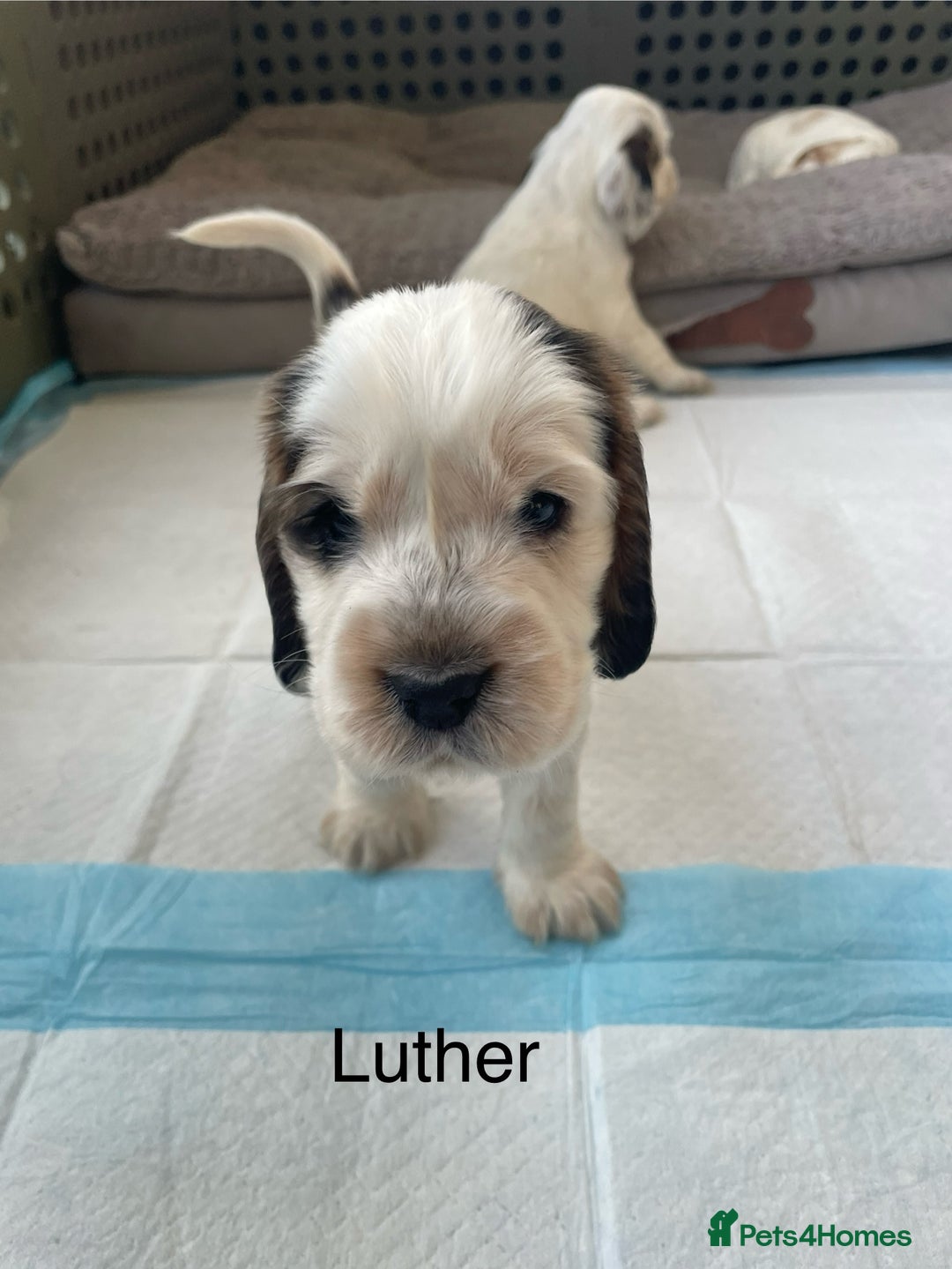 Cocker Spaniel dogs for sale: Your “furever” friend is here - Advert 36