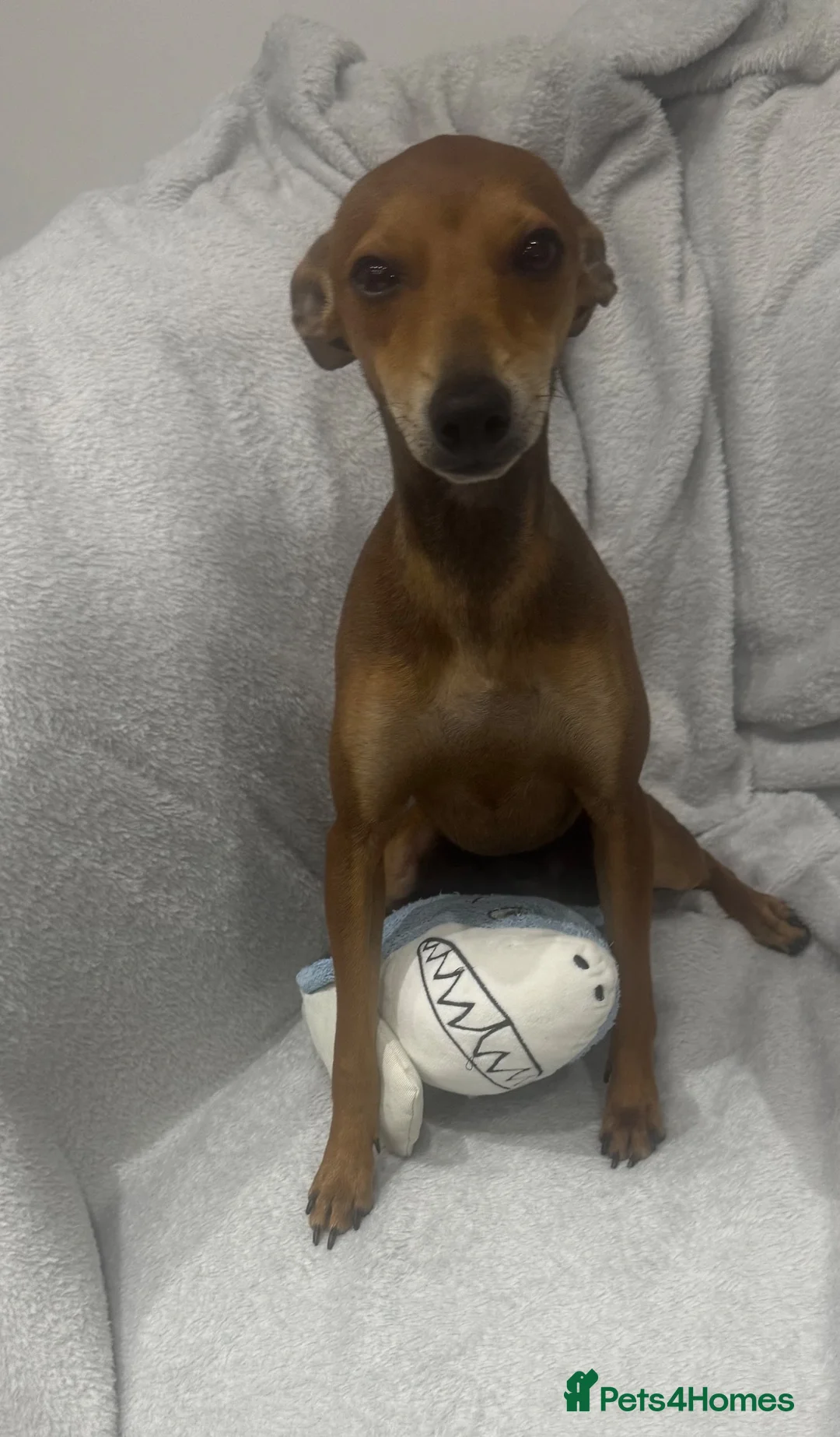 Mixed Breed dogs for sale: Miniature pinscher x - Advert 2