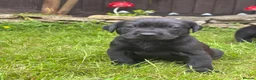 Labrador Retriever dogs for sale: FTCH sired KC Reg labrador puppies - Advert 5