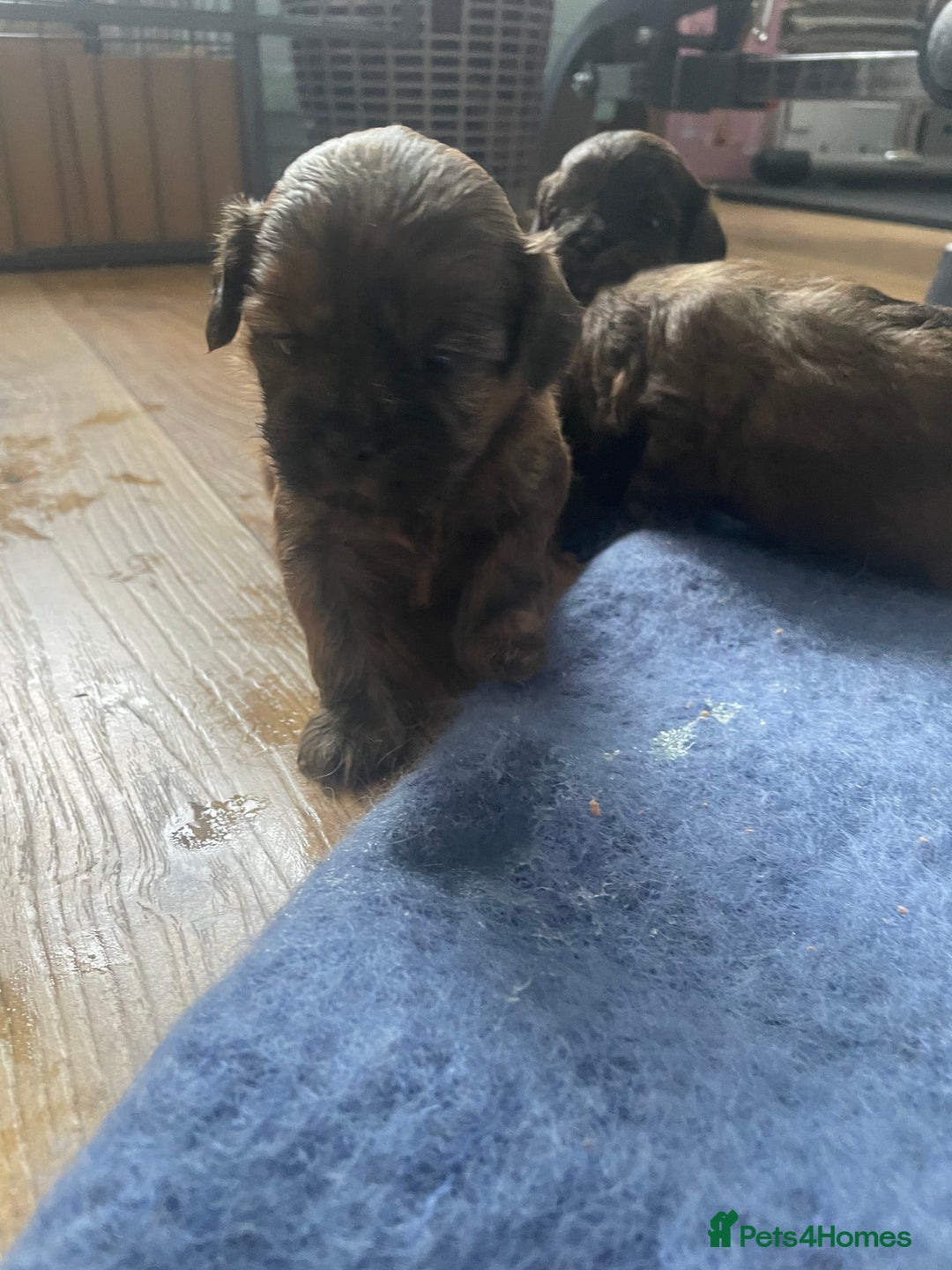 Mixed Breed dogs for sale: Shihpoo  - Image 7