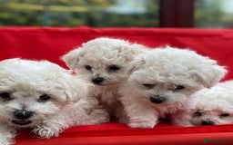 Bichon Frise dogs for sale:  Pure Breed Bichon Puppies for sale - Image 2