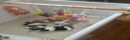 Shih Tzu dogs for sale: Show line pedigree Shih Tzu  - Advert 6
